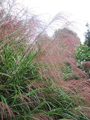 Miscanthus in the morning